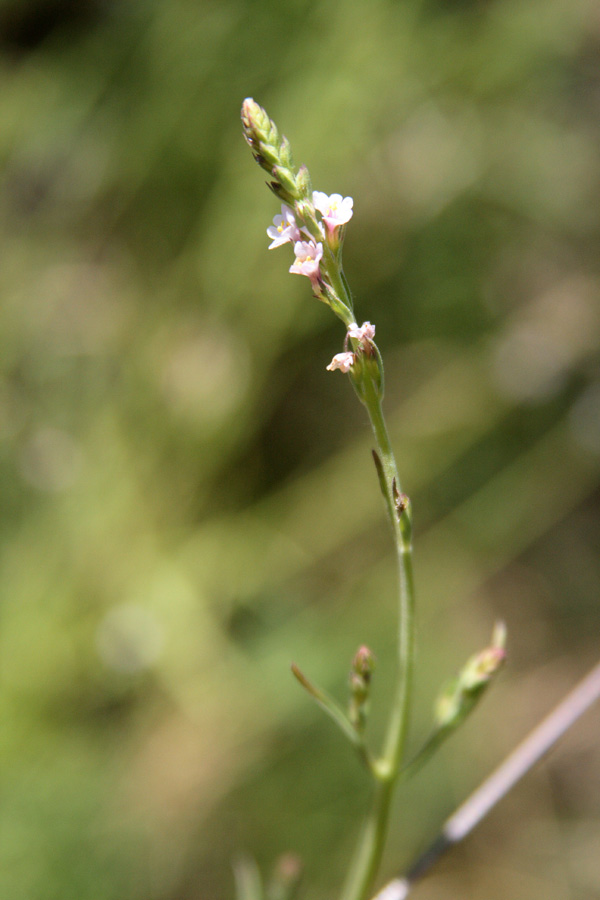 Image of Leptorhabdos parviflora specimen.