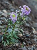 Erysimum pallasii. Цветущее растение. Среднесибирское плоскогорье, плато Путорана, дол. р. Курейка, осыпающийся каменистый склон каньона впадающего ручья. 19.06.2017.