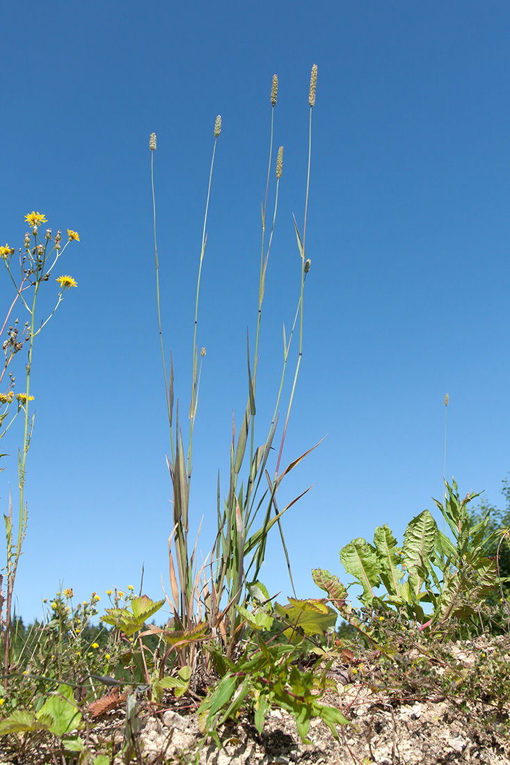 Image of Phleum pratense specimen.