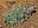 Lupinus albifrons