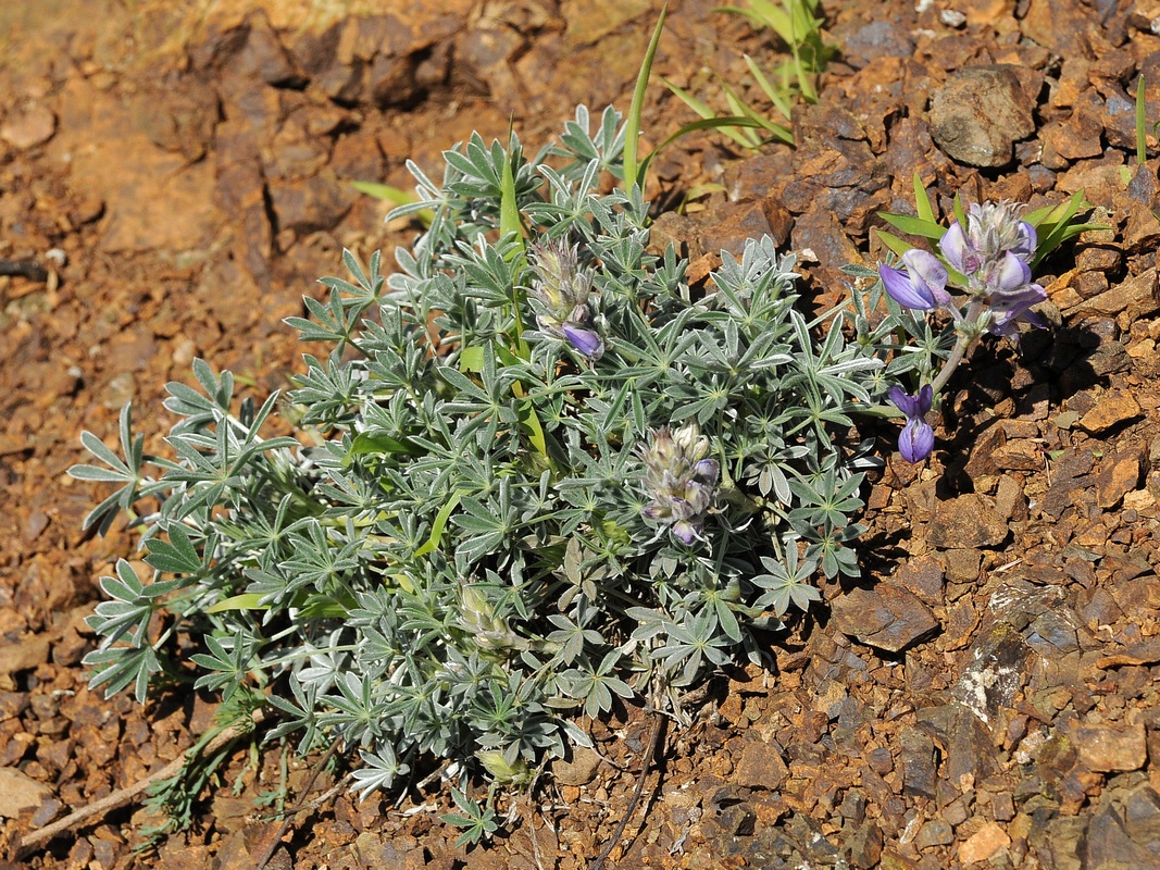 Изображение особи Lupinus albifrons.