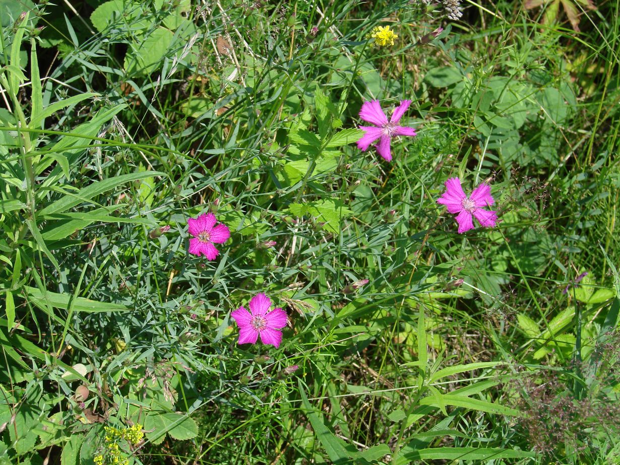 Изображение особи Dianthus versicolor.