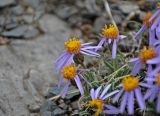 Rhinactinidia eremophila. Верхушки побегов с соцветиями. Алтай, Кош-Агачский р-н, окр. с. Кош-Агач, гора Джангыс-Тобе, ≈ 1800 м н.у.м., каменистый склон. 14.06.2019.