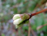 Lonicera altaica