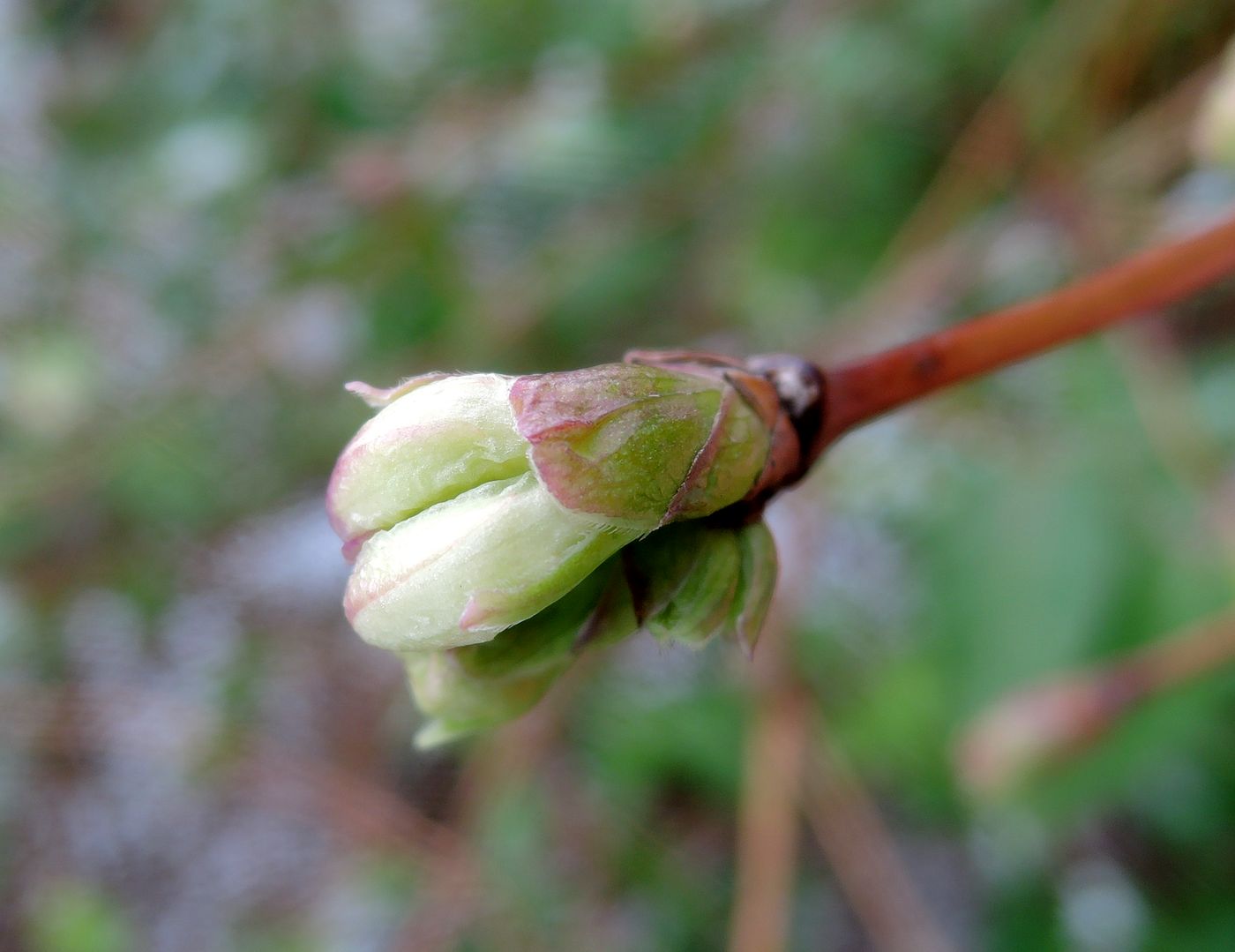 Image of Lonicera altaica specimen.