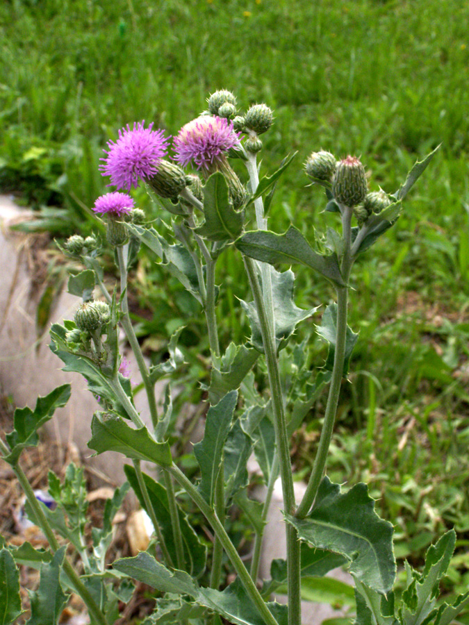 Image of Cirsium ochrolepideum specimen.