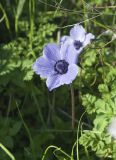 Anemone coronaria