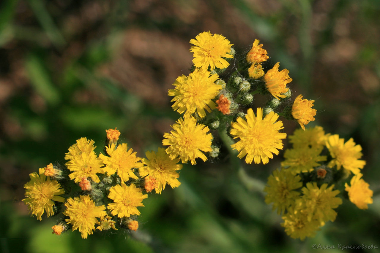 Image of Pilosella &times; floribunda specimen.