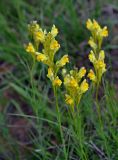 Linaria vulgaris. Верхушки побегов с соцветиями. Астраханская обл., берег оз. Баскунчак, окр. Баскунчакской пещеры, сухая степь. 02.05.2019.