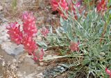 Astragalus pseudonobilis