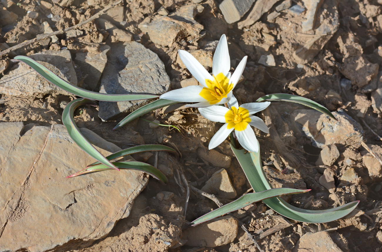 Image of Tulipa orthopoda specimen.