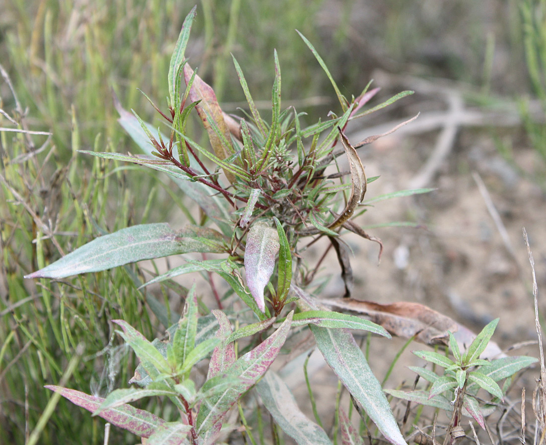 Image of Chamaenerion angustifolium specimen.