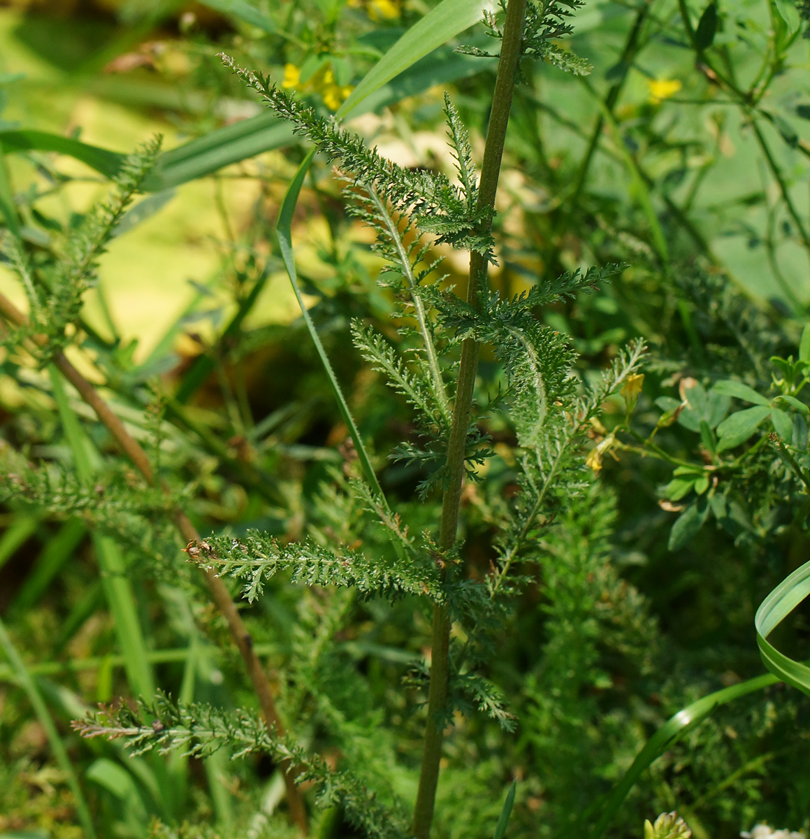 Изображение особи Achillea millefolium.