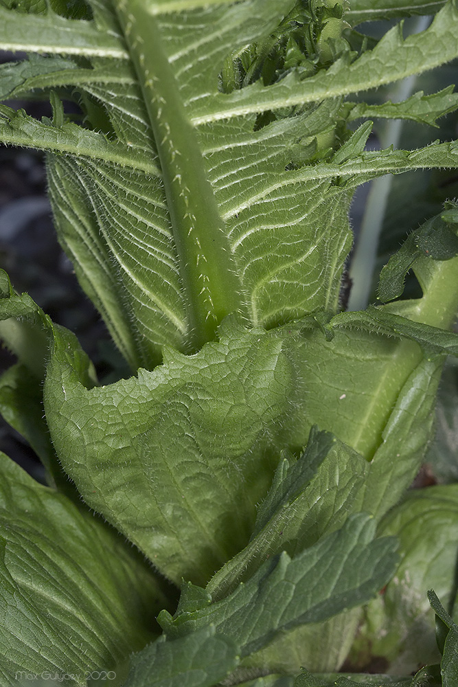 Изображение особи Dipsacus laciniatus.