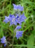 genus Polemonium. Соцветие. Хабаровский край, окр. пгт Ванино, р-н ост. \"Пожарка\", поляна на краю леса. 18.07.2019.