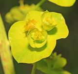 Euphorbia lucida. Часть общего соцветия. Приморский край, г. Владивосток, окр. ж.-д. пл. Весенняя, склон насыпи железнодорожного полотна. 05.06.2020.