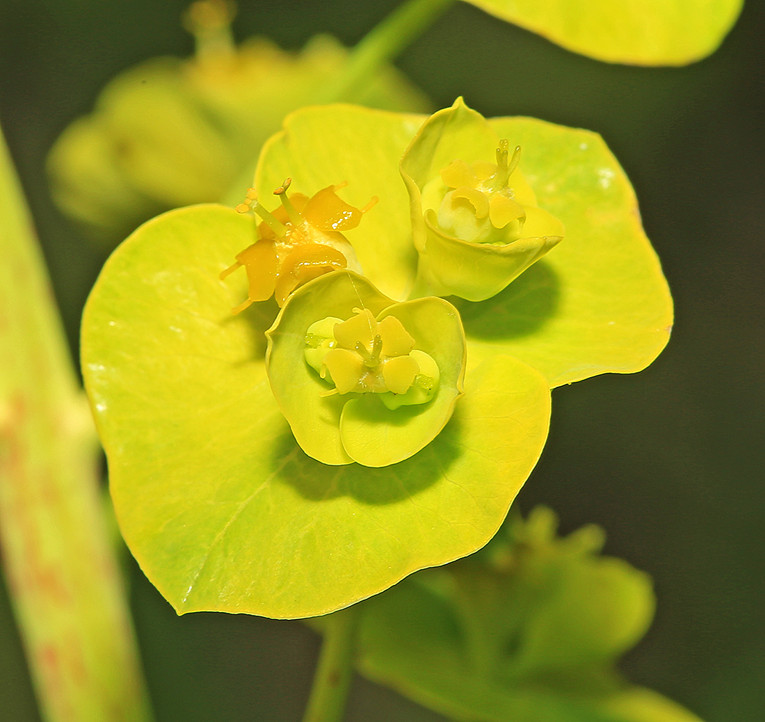Image of Euphorbia lucida specimen.
