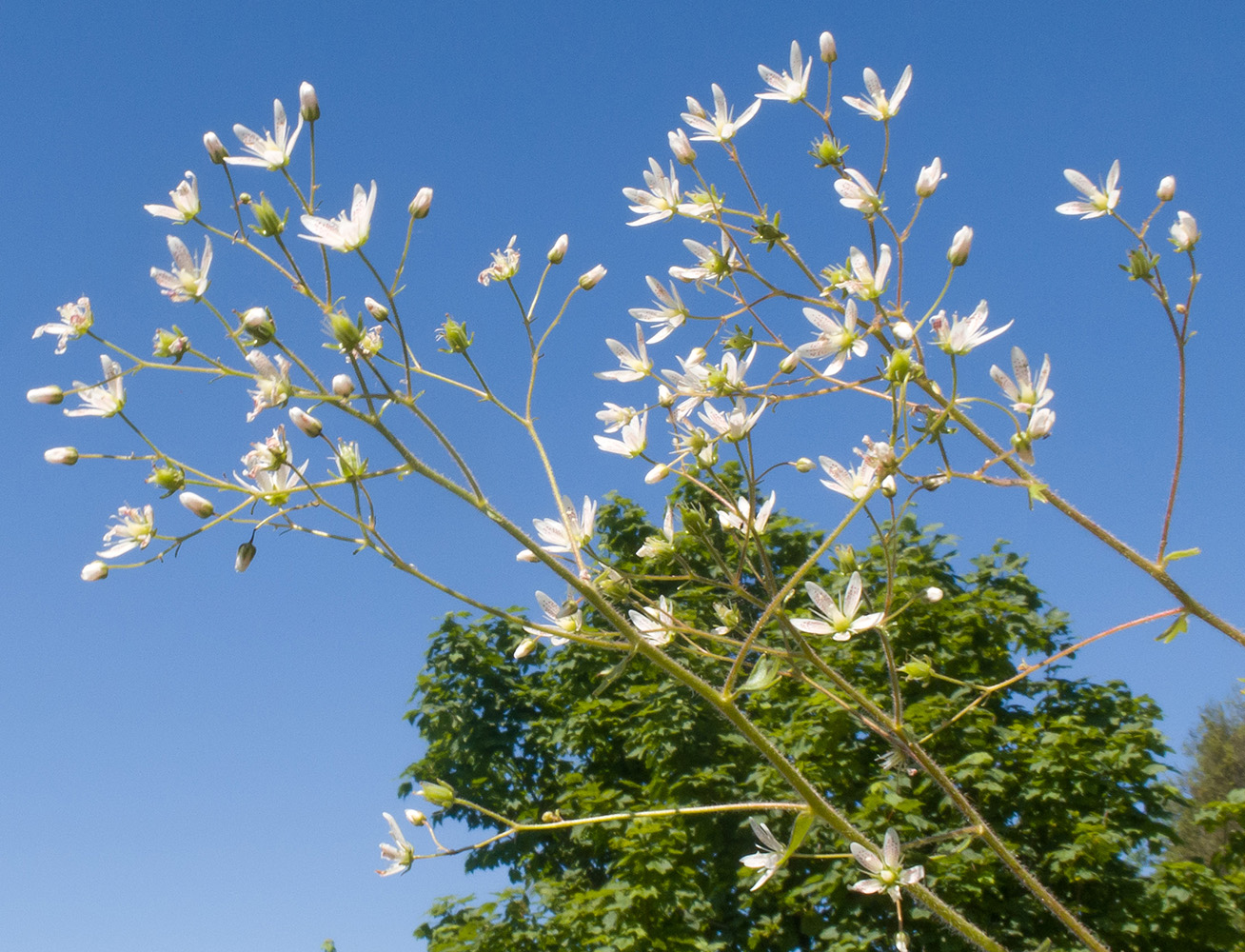 Изображение особи Saxifraga repanda.