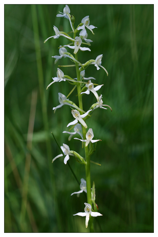 Изображение особи Platanthera bifolia.