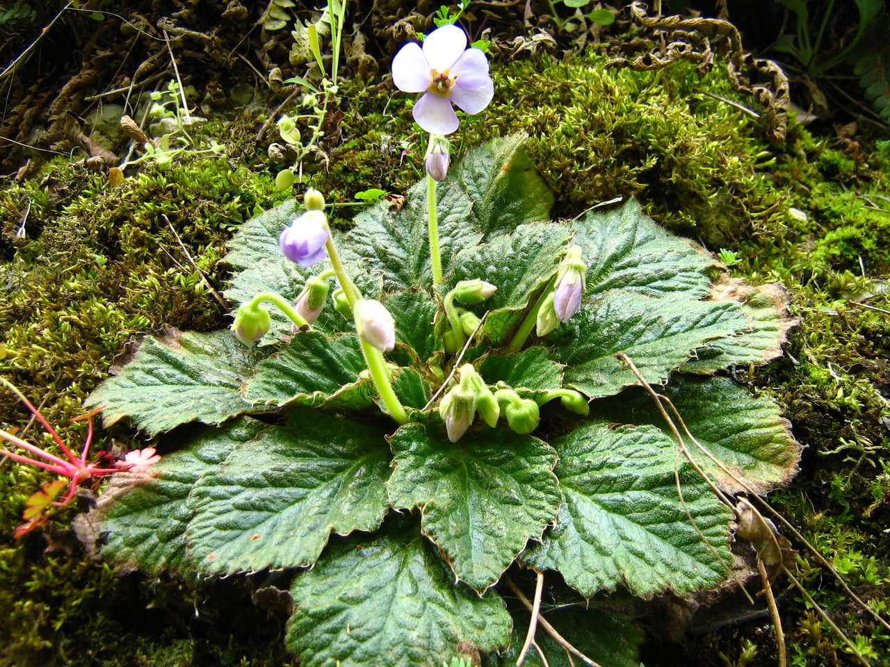 Image of Ramonda serbica specimen.