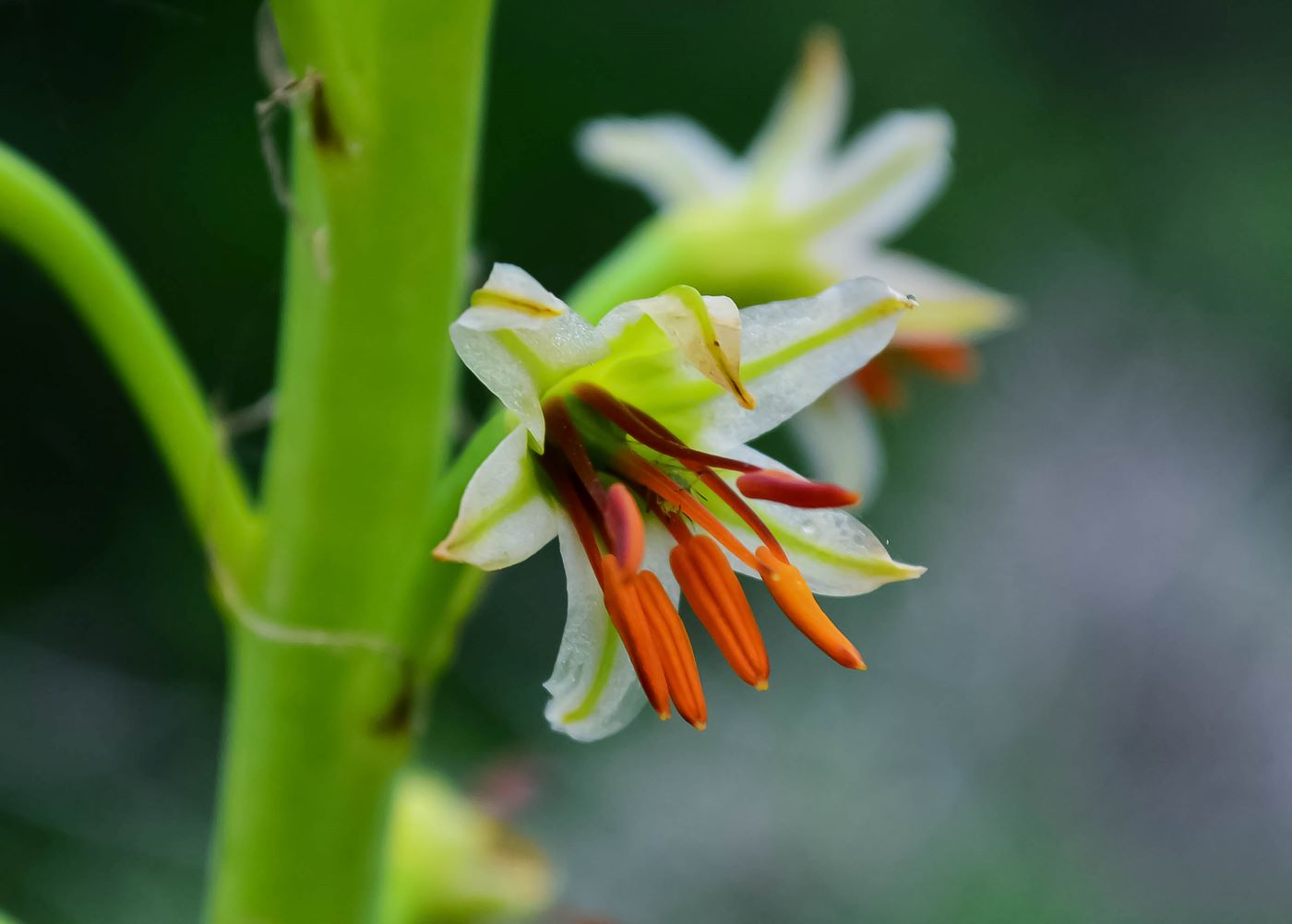 Изображение особи Eremurus turkestanicus.