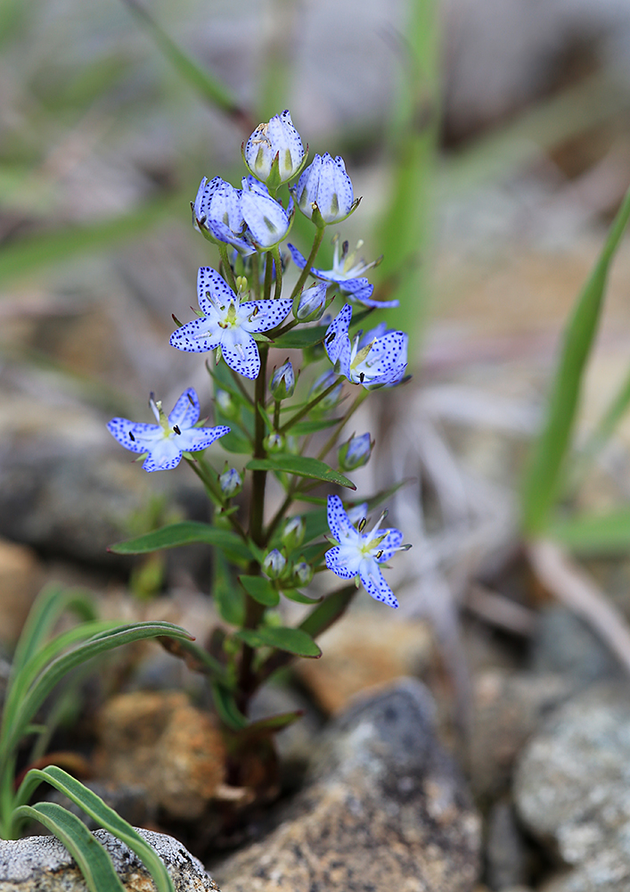 Image of Ophelia tetrapetala specimen.