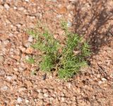 Nolletia tenuifolia