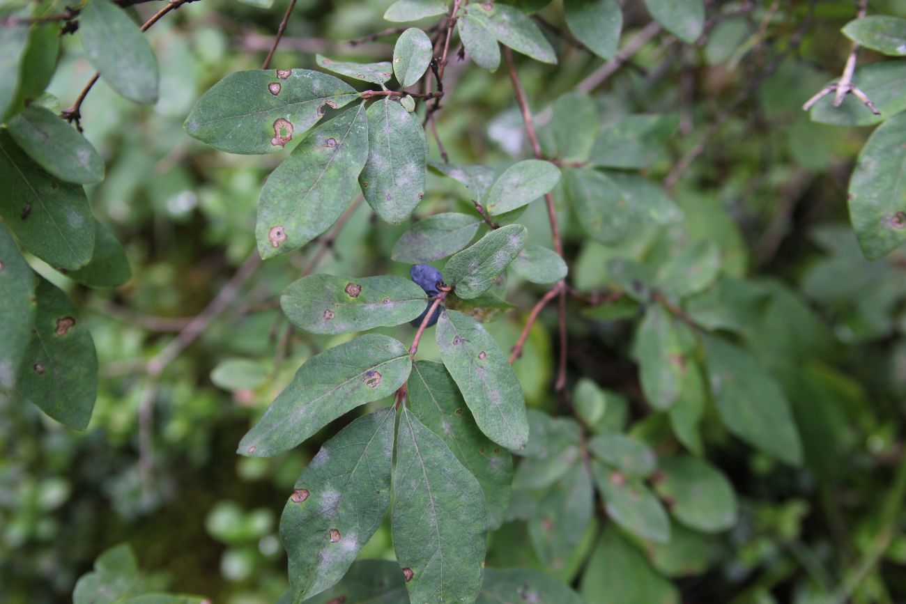 Image of Lonicera altaica specimen.