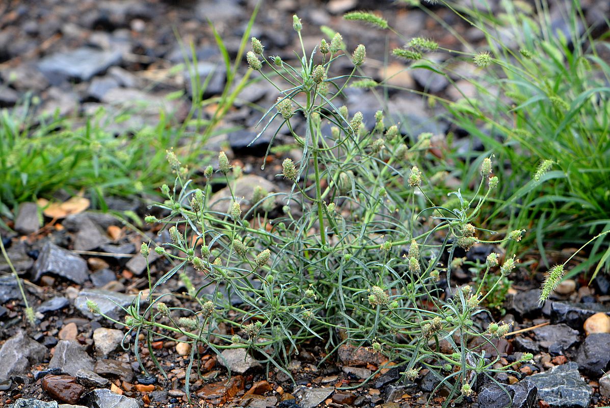 Изображение особи Plantago arenaria.