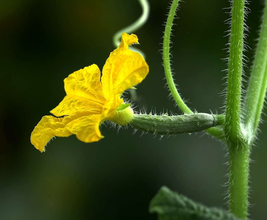 Image of Cucumis sativus specimen.