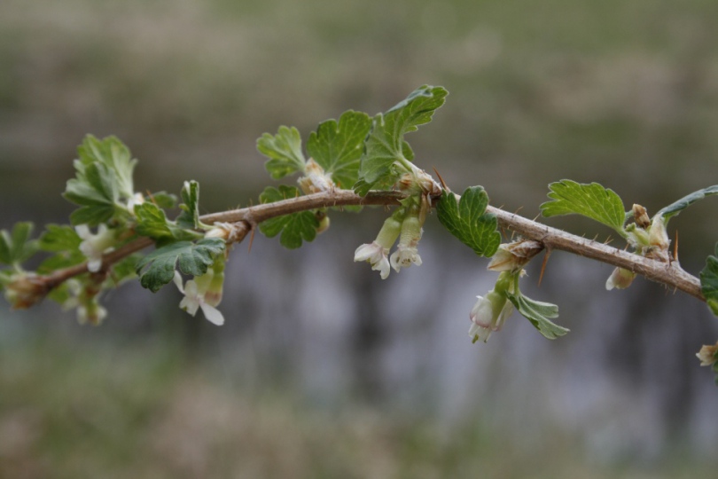 Изображение особи Ribes oxyacanthoides.