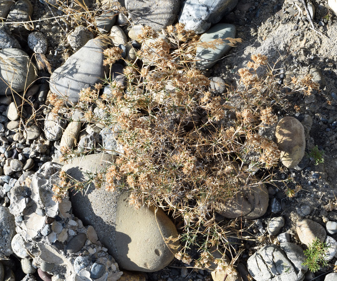 Image of Acanthophyllum pungens specimen.