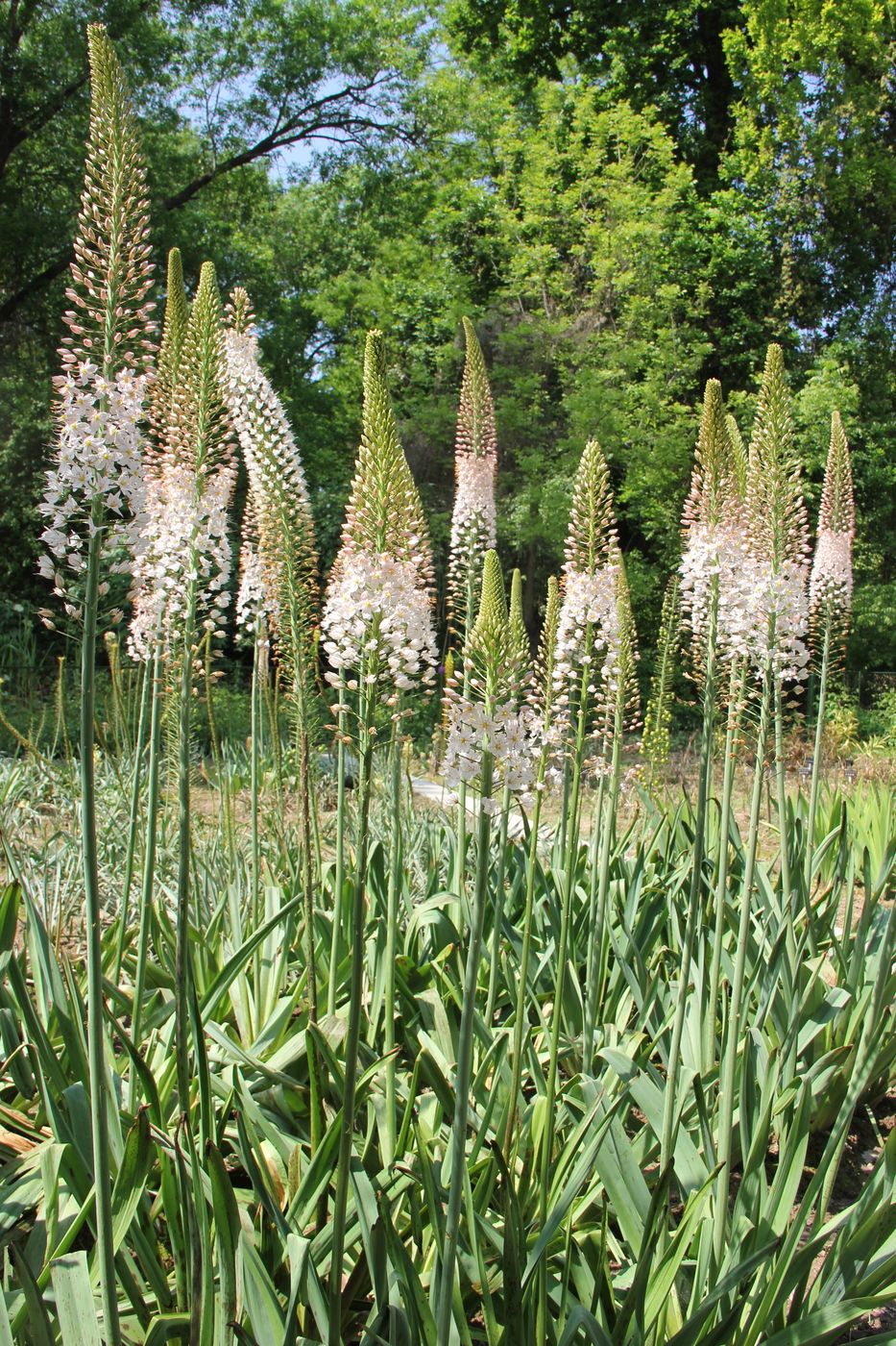 Изображение особи Eremurus robustus.