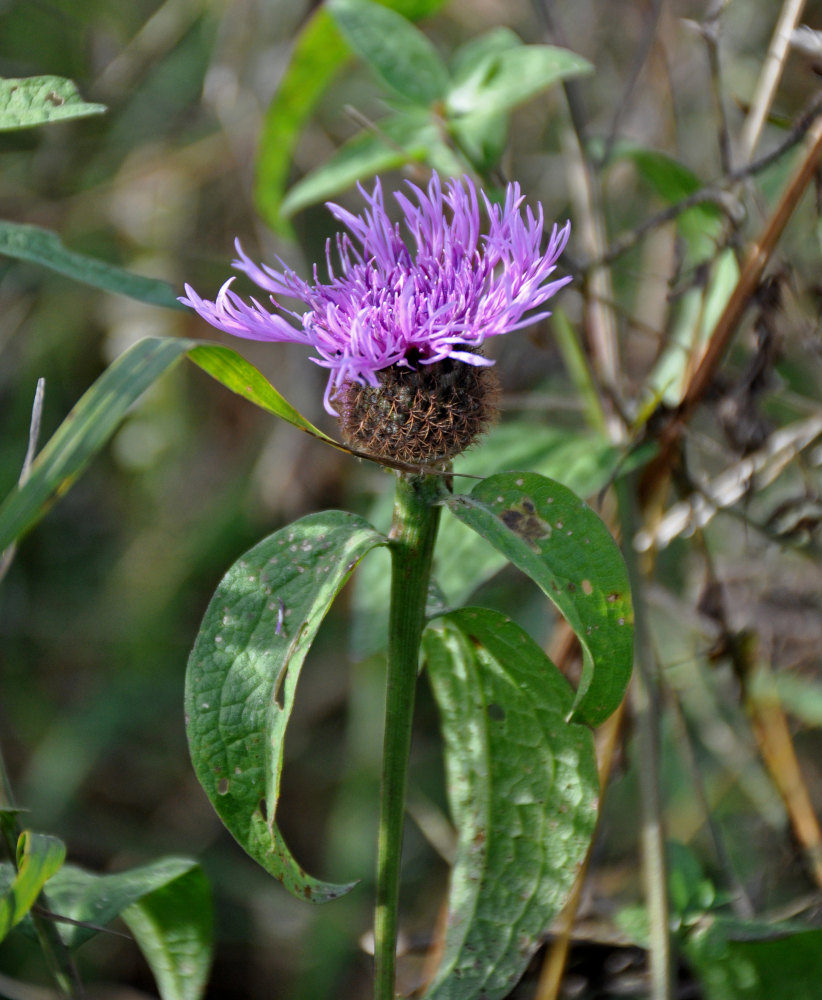 Image of Centaurea phrygia specimen.