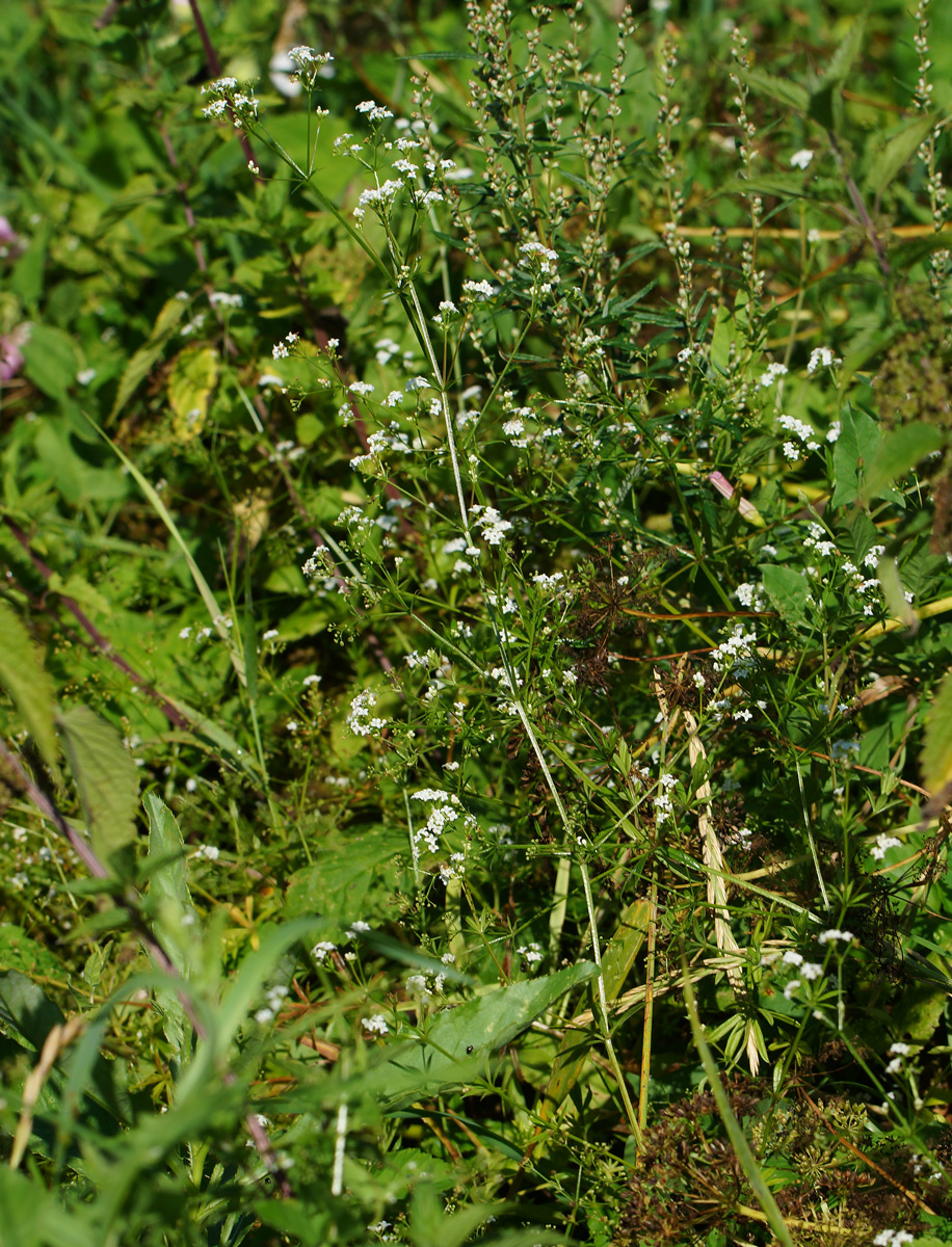 Image of Galium mollugo specimen.