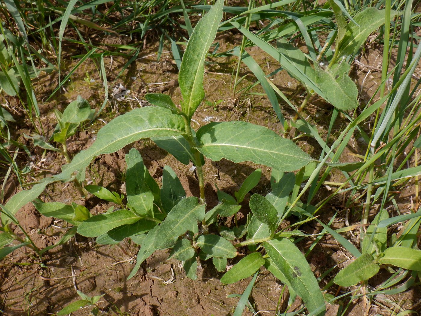 Image of Persicaria amphibia specimen.