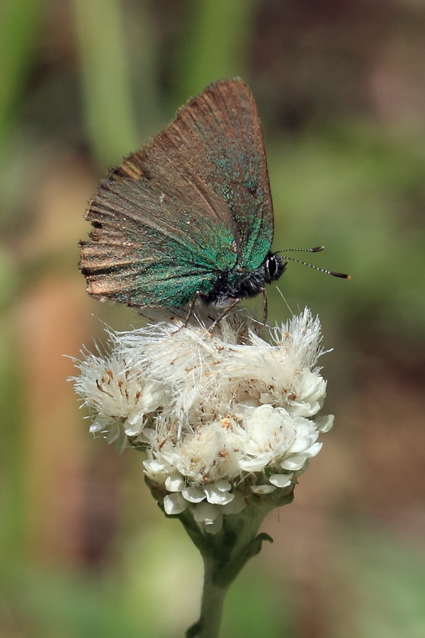 Изображение особи Antennaria dioica.