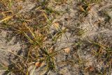 Carex hirta