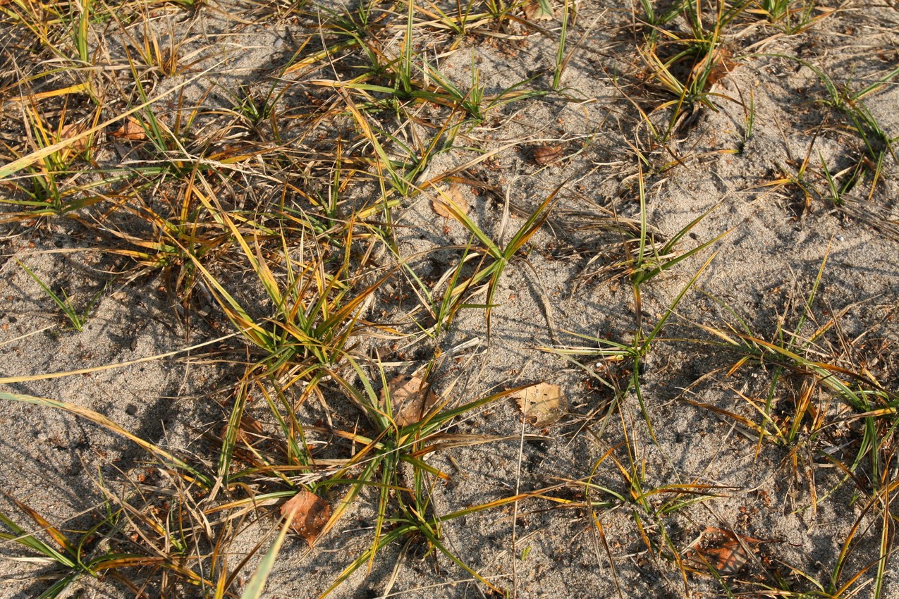 Image of Carex hirta specimen.