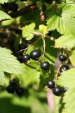 Ribes nigrum