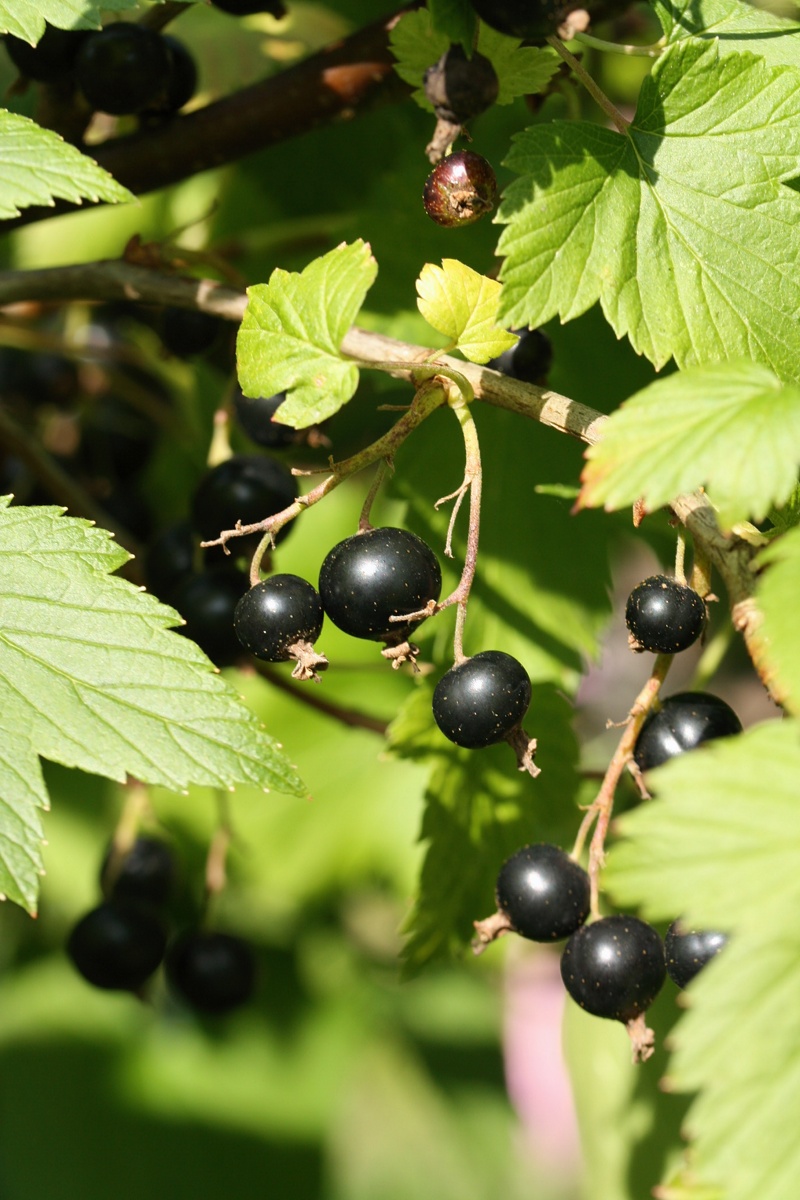 Черная смородина сластена. Смородина ribes nigrum. Смородина темно-пурпуровая. Черная смородина Balsgard Martin.