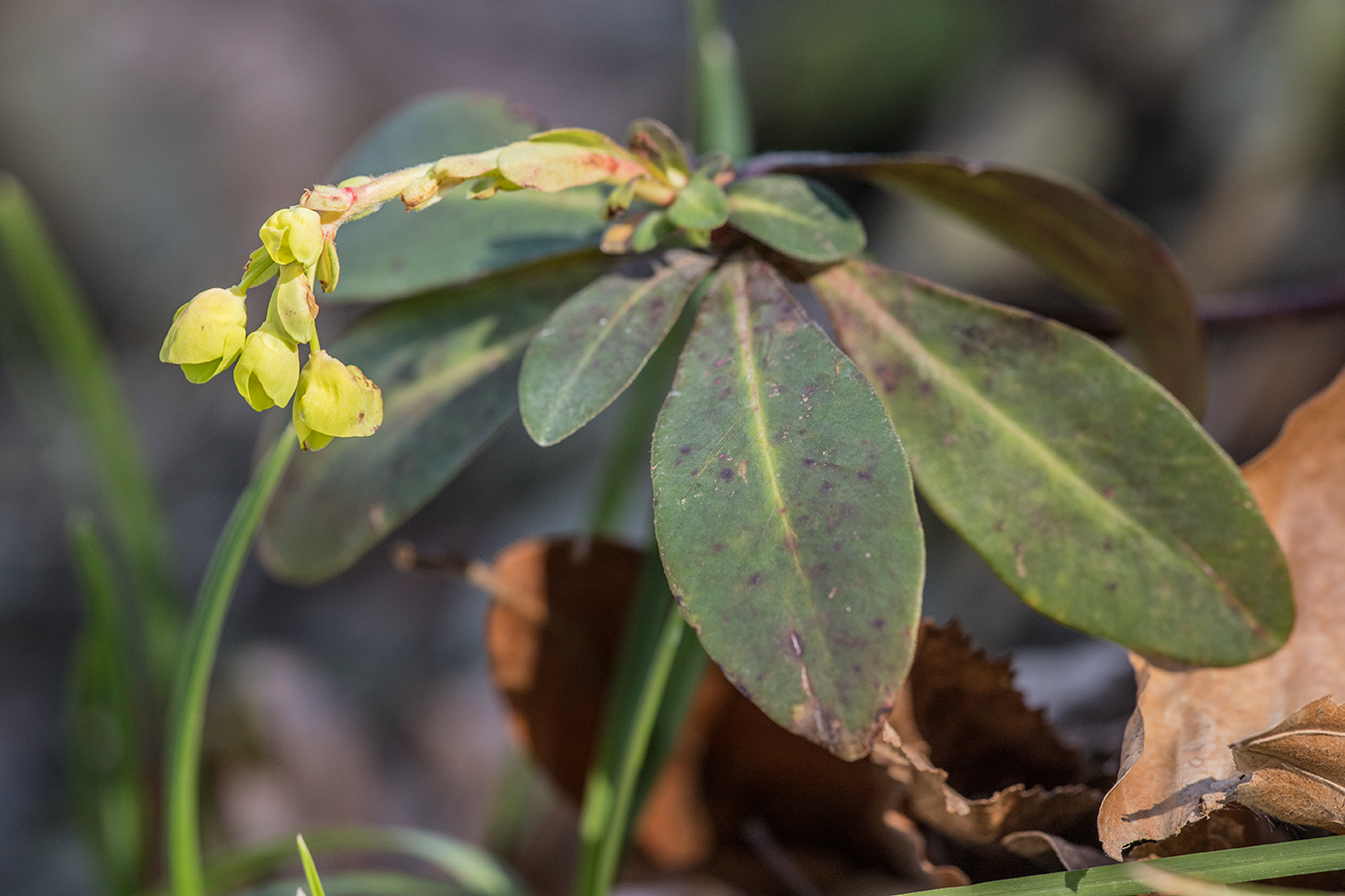 Изображение особи Euphorbia amygdaloides.