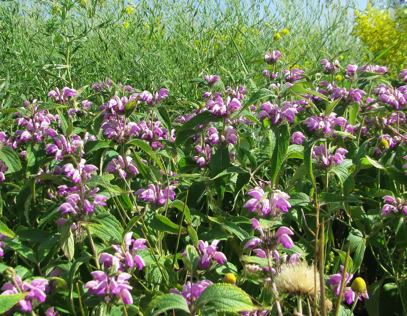 Image of Phlomis taurica specimen.