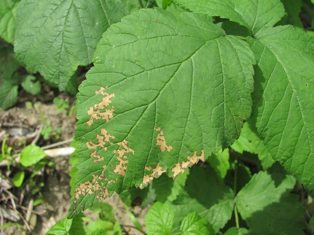 Изображение особи Rubus caesius.