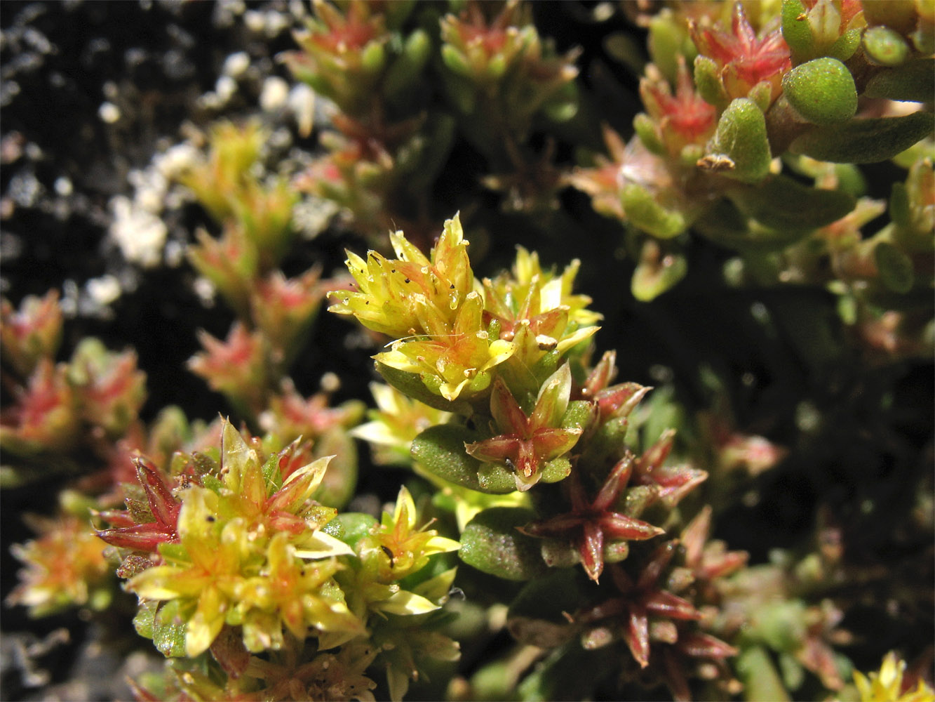 Изображение особи Sedum litoreum.