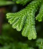 genus Selaginella