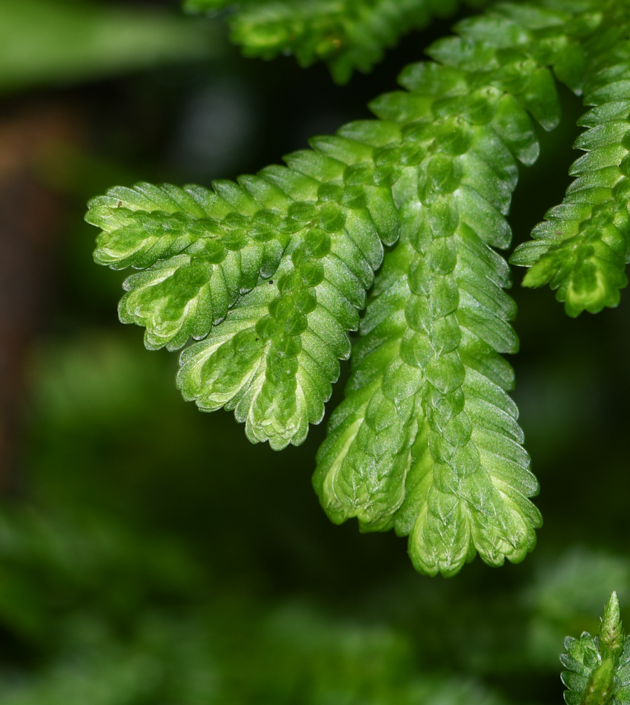 Image of genus Selaginella specimen.