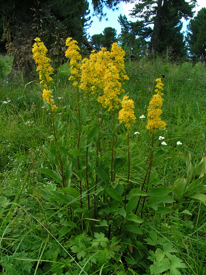 Изображение особи Solidago virgaurea ssp. dahurica.