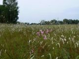 Sanguisorba parviflora. Аспект цветущих растений (на переднем плане - соцветия Pedicularis). ЕАО, Смидовичский р-н, ст. Урми, заливной луг. 17.08.2011.