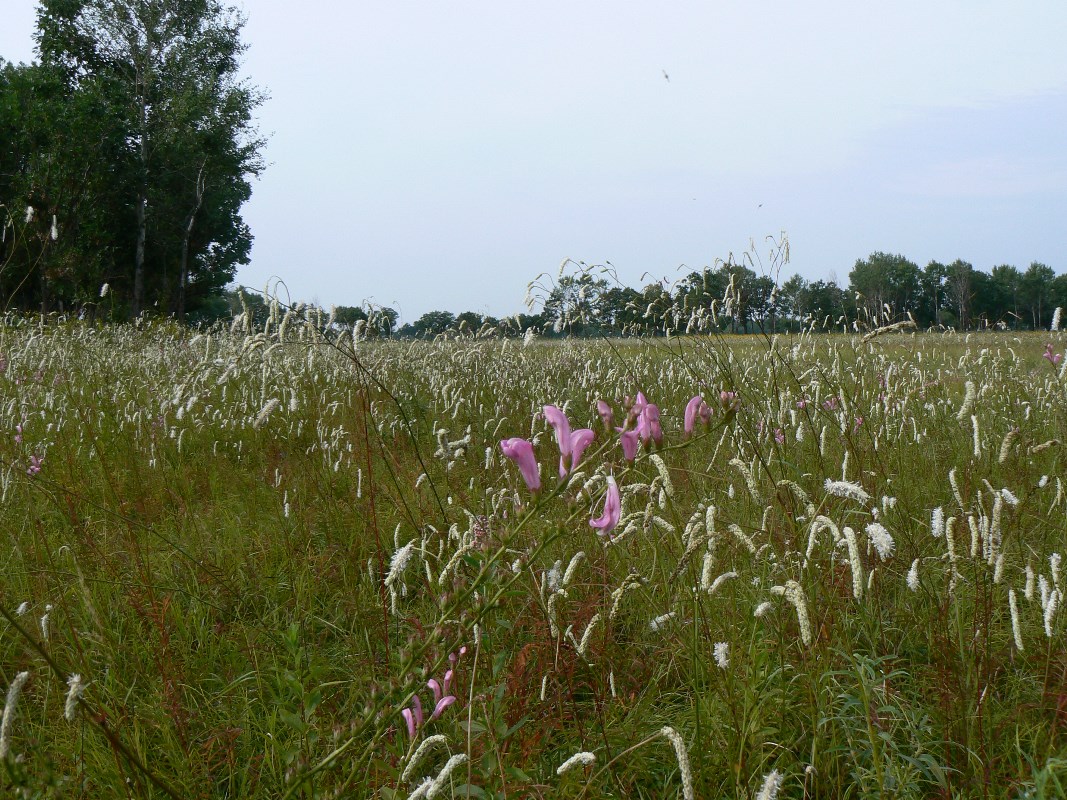 Изображение особи Sanguisorba parviflora.